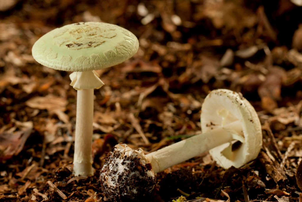 One dead, several hospitalized after eating wild mushrooms in Calif.