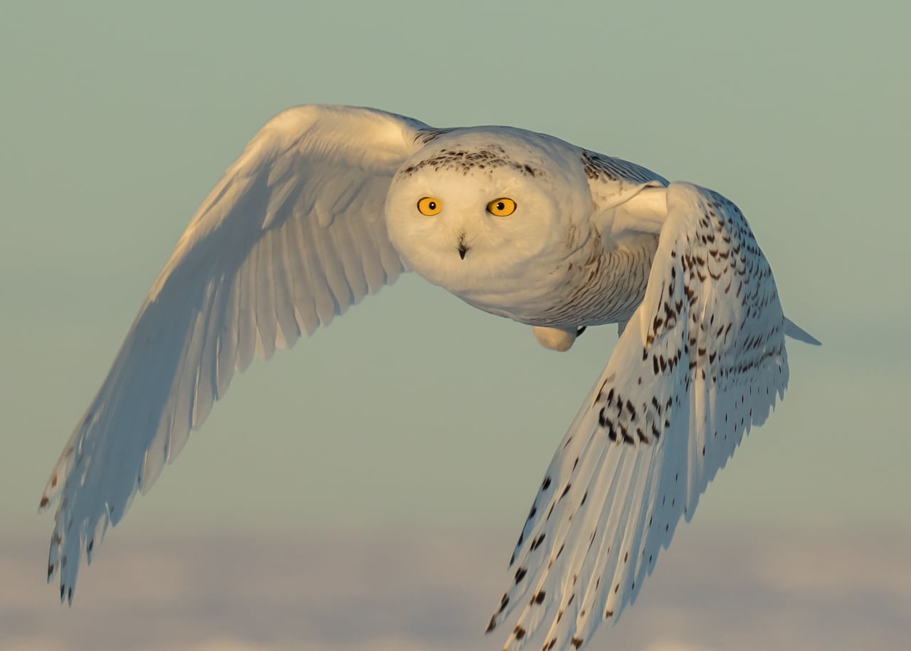 snowy owl in flight