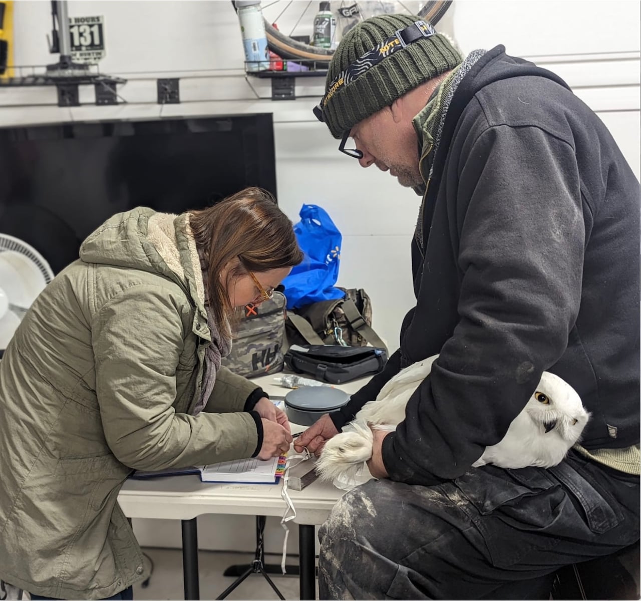 two people holding a snowy owl
