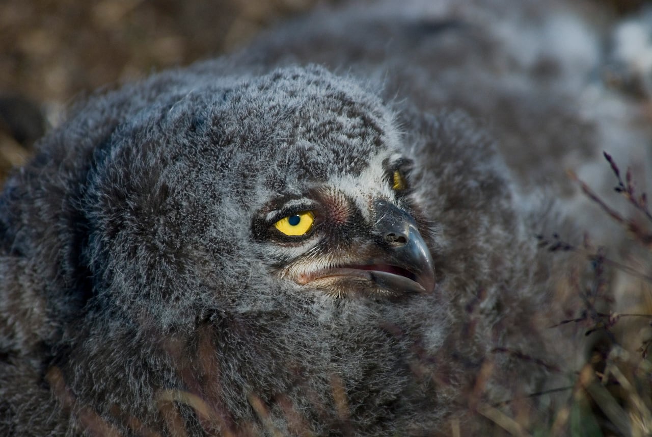 Snowy owl chick