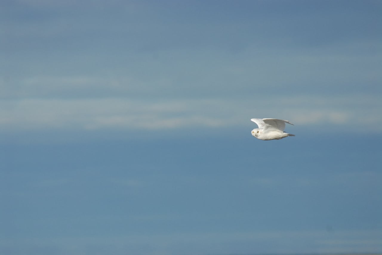 A snowy owl in flight