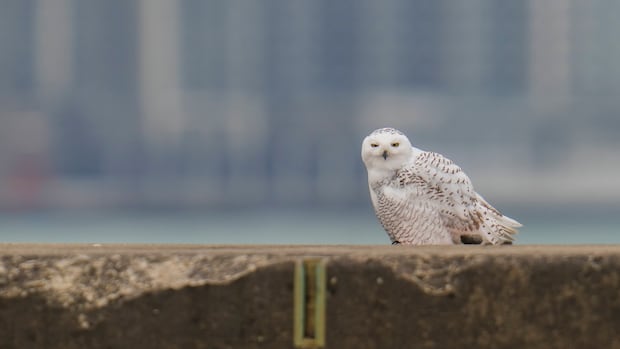 Want to see a snowy owl? This could be your winter