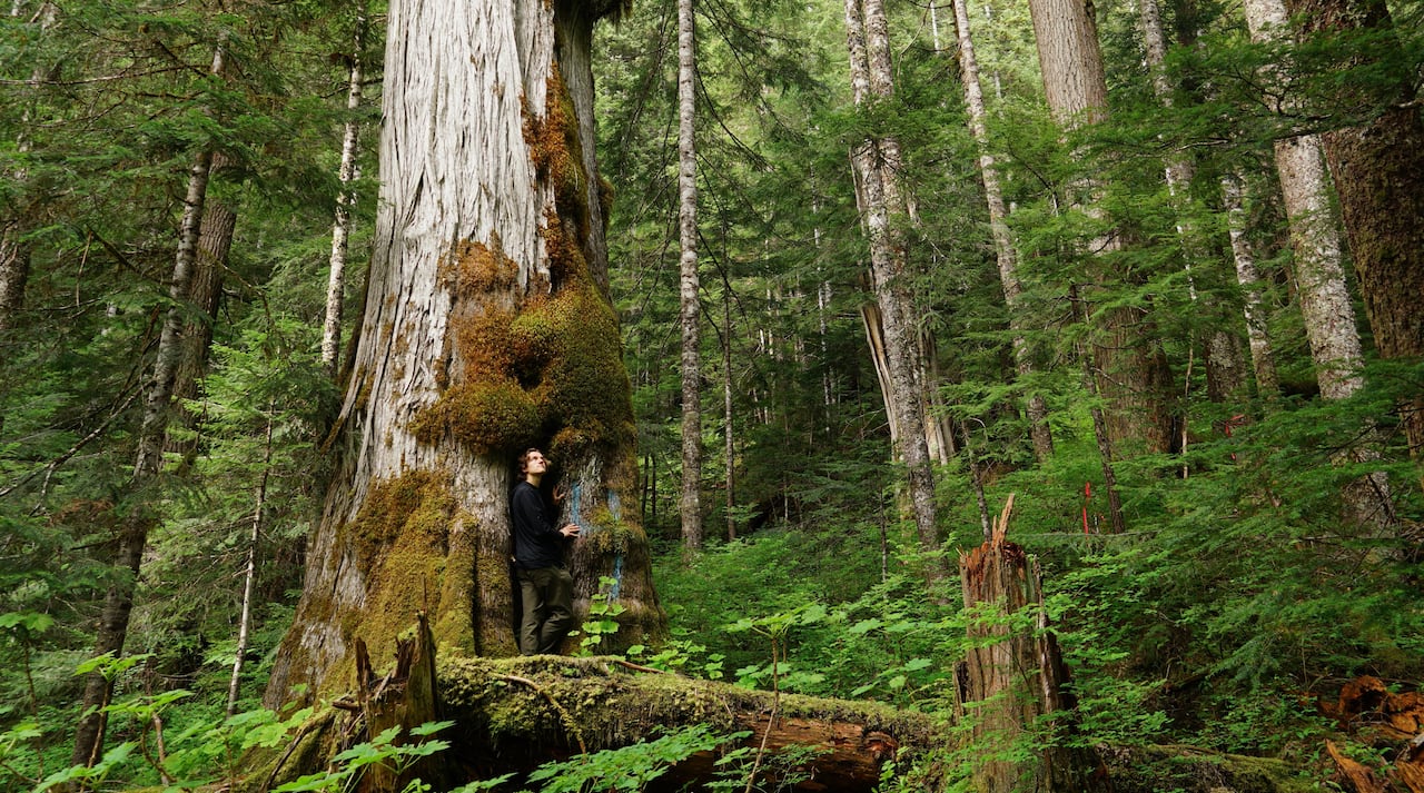 A man in a black jacket stand up against the trunk of a giant yellow cedar in an unlogged forest.