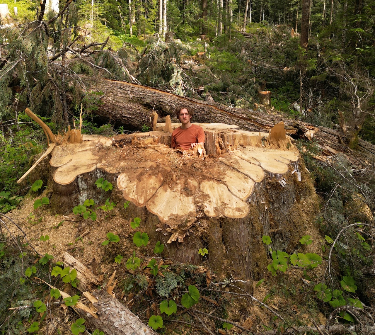 A man in an orange t-shirt stands inside a very large tree stump in a forest where logging took place.