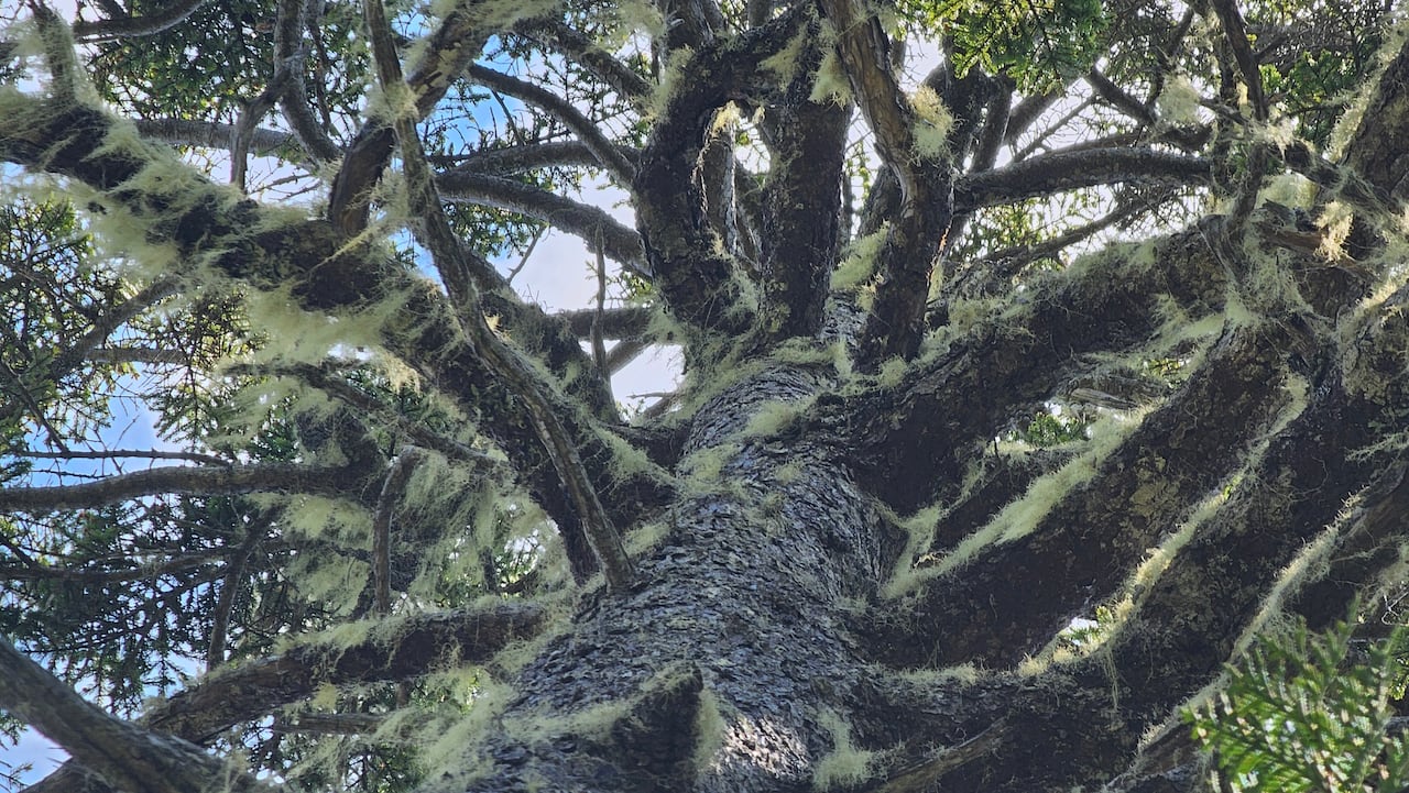 A close up of tree branches filled with green moss.
