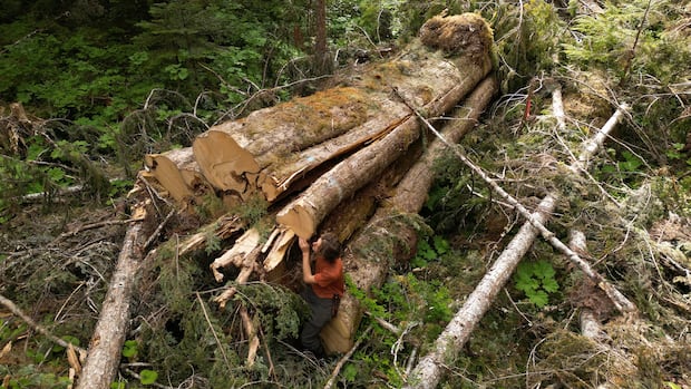 Why was 'incredible' giant cedar cut down, despite B.C.'s big-tree protection law?