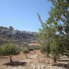 The historically Christian village of Al Ghassaniyeh, seen from olive groves at its foothills.