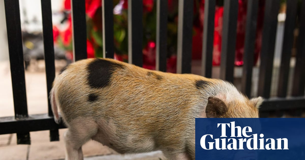 This swine life: pig named Six Seven pardoned by Miami-Dade mayor | Miami