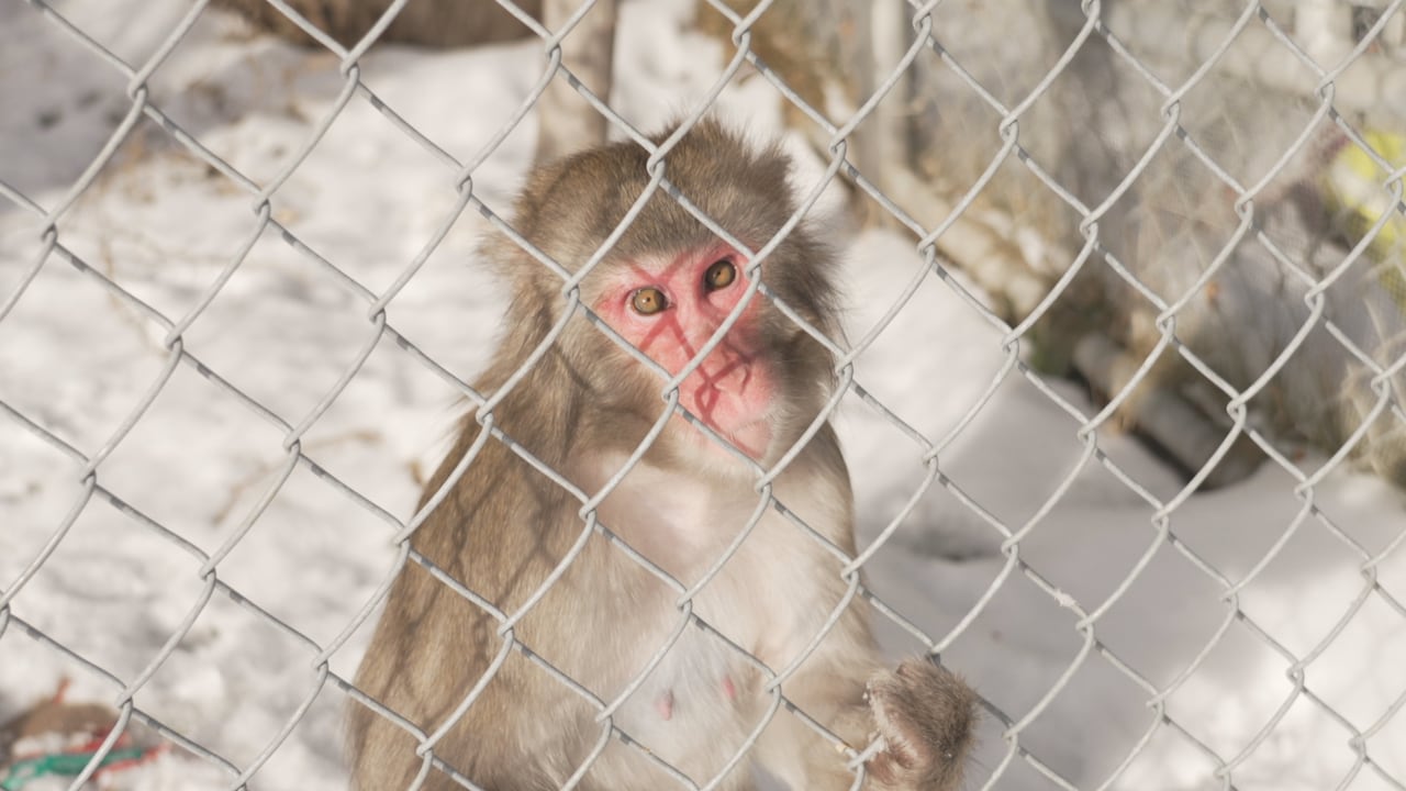 A monkey with a brown body and red face looks thorugh a fence.