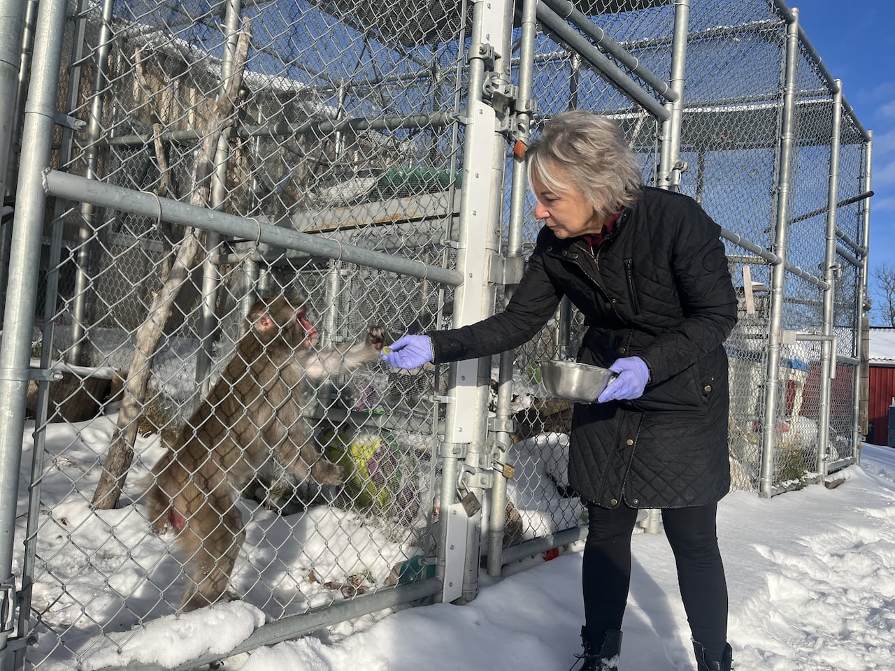 a woman wearing black extends a hand holding a grape to a monkey standing on its back legs