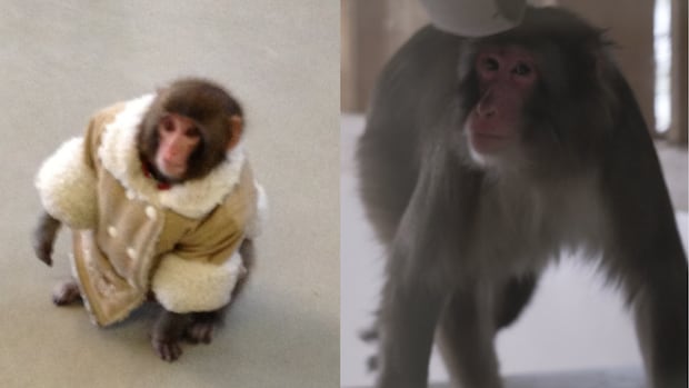 13 years later, the IKEA monkey is all grown up — and his sanctuary is at capacity