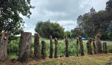 Lines company pays out after pensioner's hedge hacked back