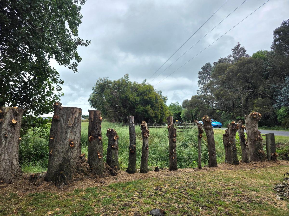 Lines company pays out after pensioner's hedge hacked back