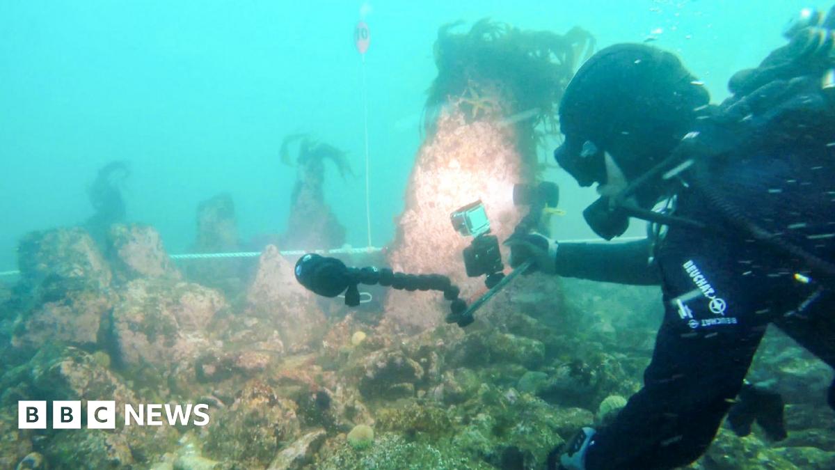 A diver is holding a camera and torch examining the wall. The water is a cloudy blue colour, and the wall has algae and seaweed on it.