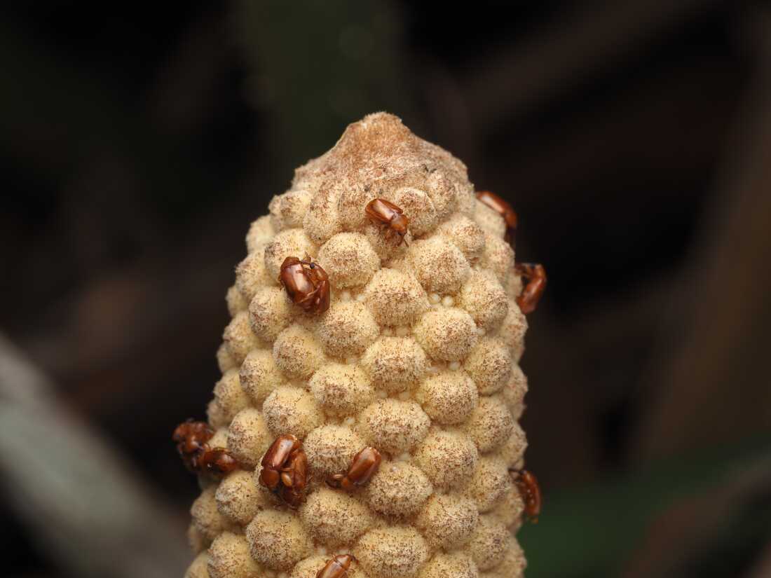 Beetles (Rhopalotria furfuraceaon) visit a male cone of the cycad plant Zamia furfuracea, whose cones produce heat during pollination.