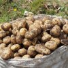 Potatoes — both the wild species and the domesticated ones we buy at the grocery store — evolved from a chance hybridization between two plants some nine million years ago.