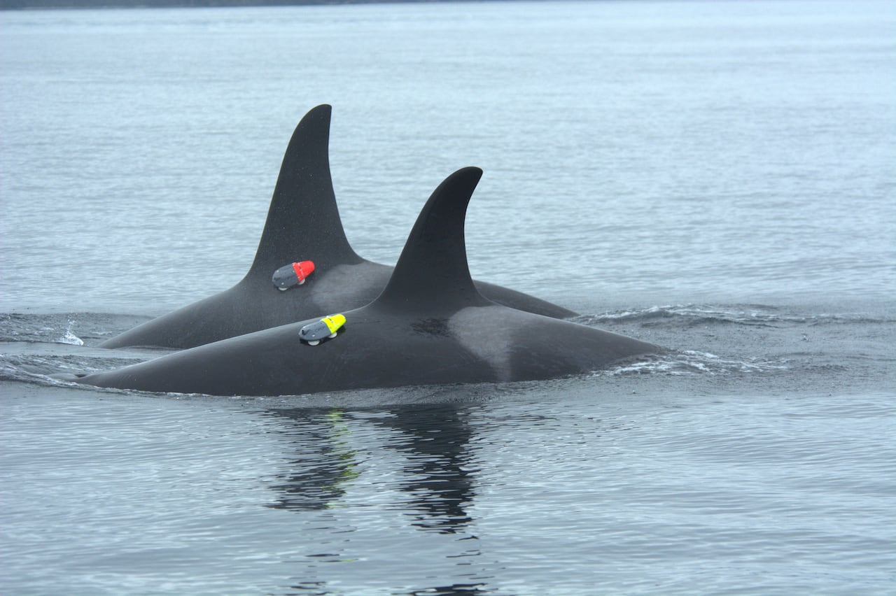 Two orcas with electronic tags near their fins are seen in water.