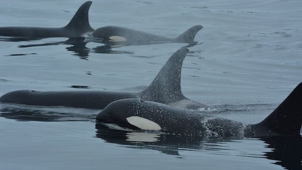 Orcas and dolphins caught on video collaborating to hunt salmon