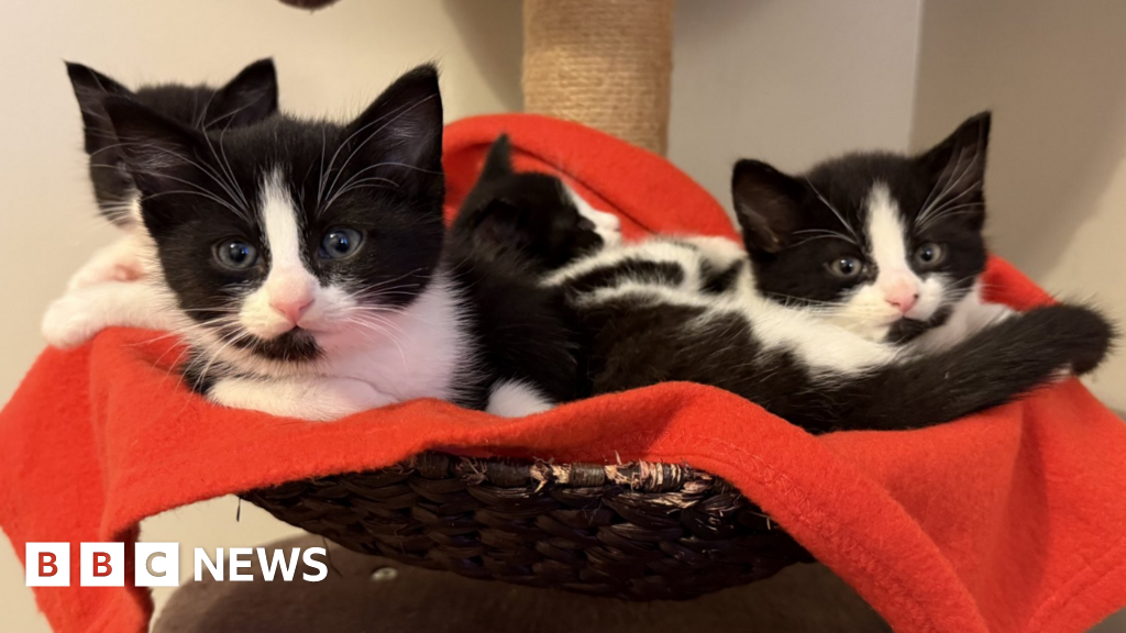 No plans to force drivers to report collisions with cats, government says