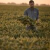Brady Holst, who raises soybeans, corn and wheat near Augusta, Illinois, stands among a field of crops.