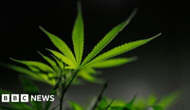 Medicinal cannabis firm to create 100 jobs in Scotland expansion