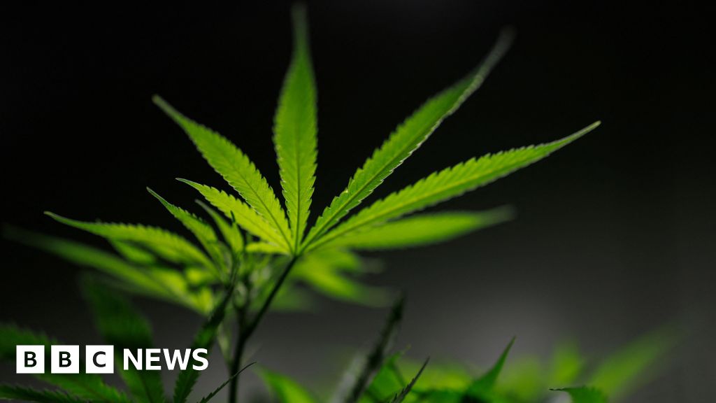 Medicinal cannabis firm to create 100 jobs in Scotland expansion