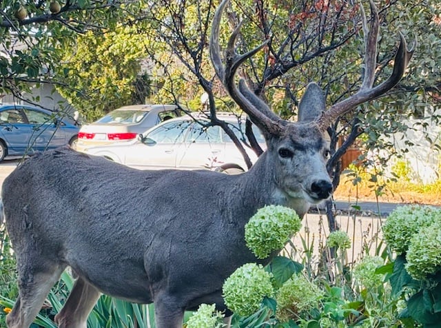 Deer with large antlers