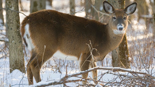 2 new cases of 'zombie deer disease' confirmed in B.C.'s Kootenay region
