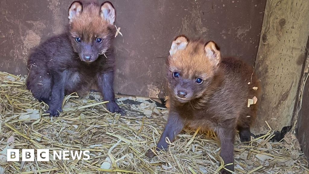 Rare wolf pups' birth spark Paignton Zoo celebrations