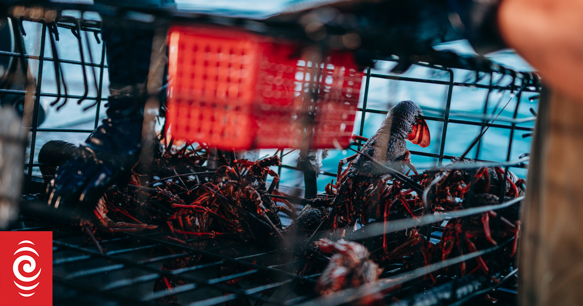 Fishing for crayfish to be banned on Northland's east coast