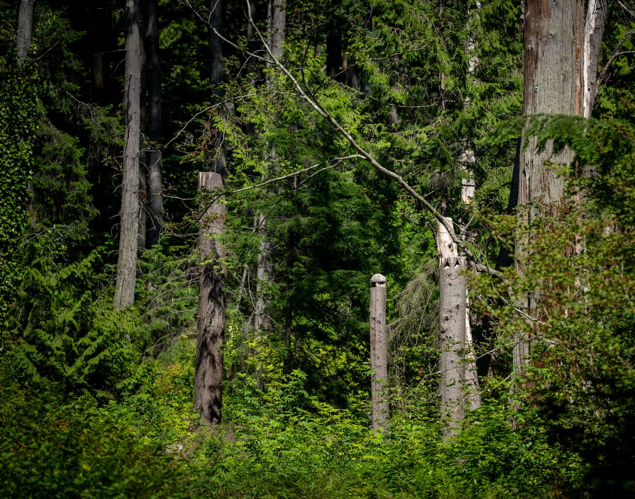 An image of several tall stumps of dead trees in the middle of a green forest.