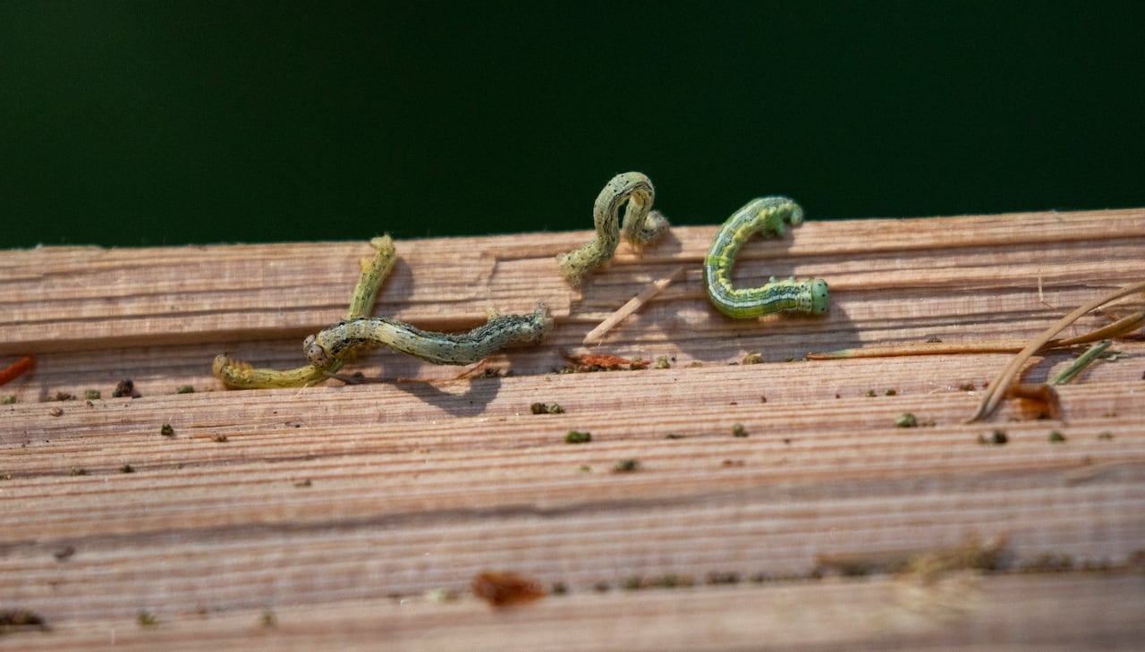 Small caterpillar-like larvae are seen on a tree branch.
