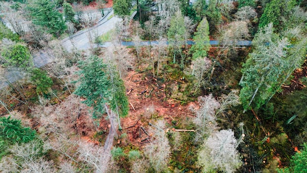 Group loses latest court battle to halt tree removal at Vancouver's Stanley Park