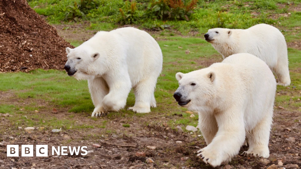 Paragliders almost end up in Peak Wildlife's polar bear enclosure