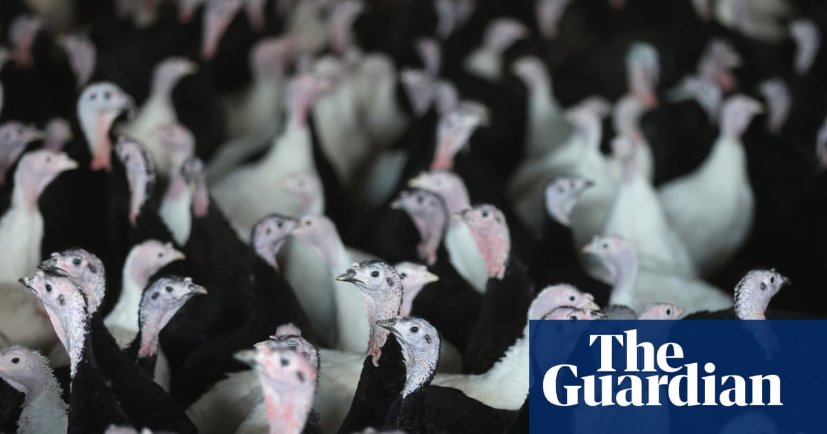 UK supermarkets turn to European turkeys as avian flu hits supply | Food & drink industry