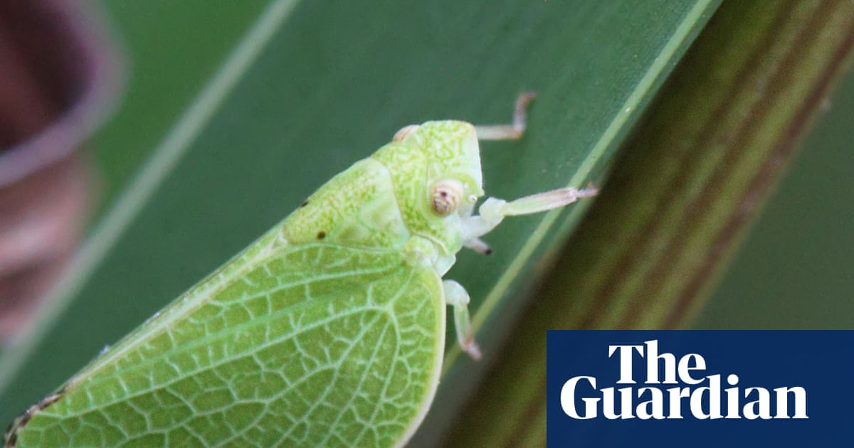 ‘Borrowed time’: crop pests and food losses supercharged by climate crisis | Food security