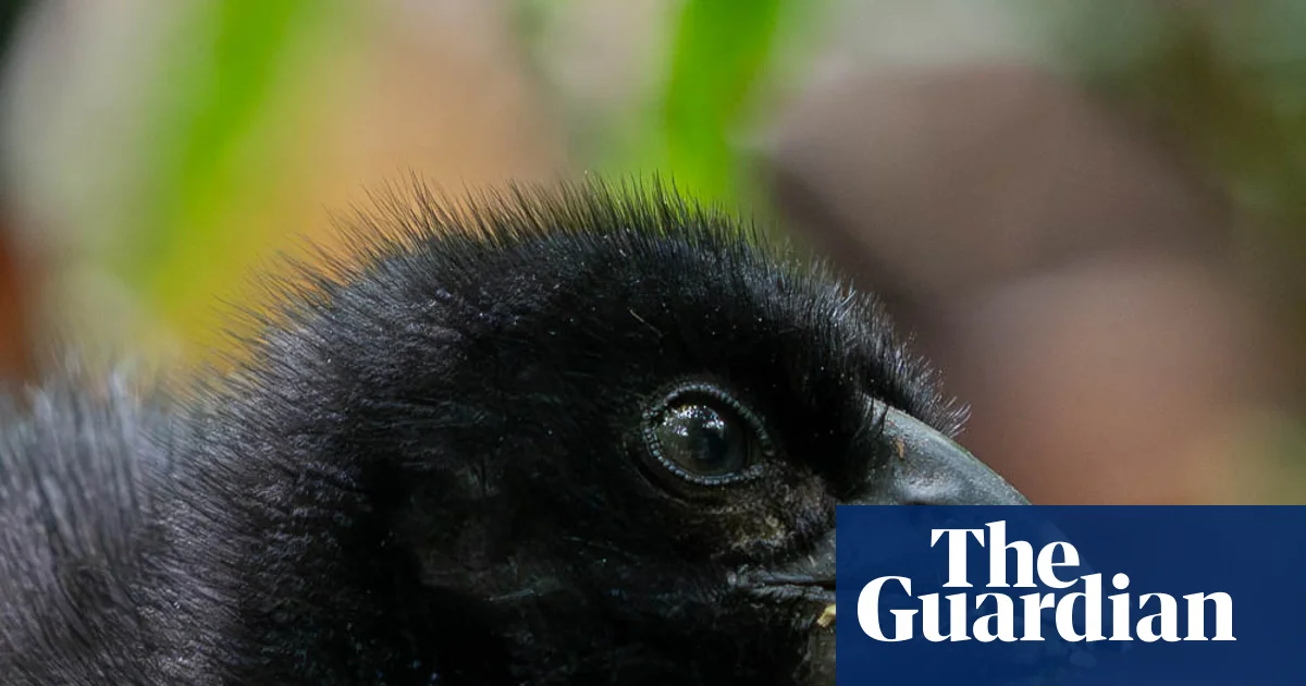 ‘Miracle’ of Zealandia: chick is born to rare takahē pair thought to be infertile | Birds