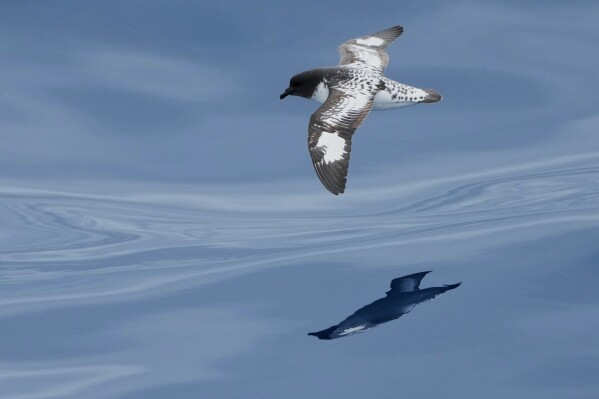 A Pintado petrel flys over the Drakes Passage on the way to Antarctica, Thursday, Nov. 20, 2025. (AP Photo/Mark Baker)
