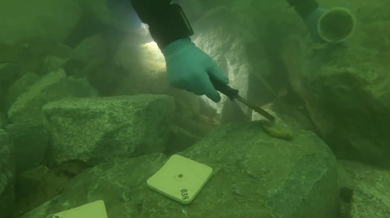 An up-close shot of a diver spreading marine epoxy on a rock, where other numbered tiles already are attached.