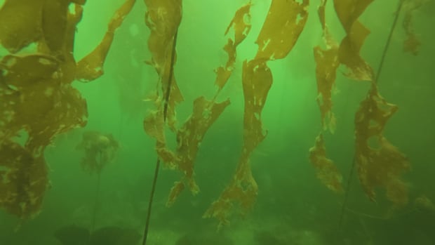 Thousands of baby bull kelp planted on new rock reef in North Vancouver