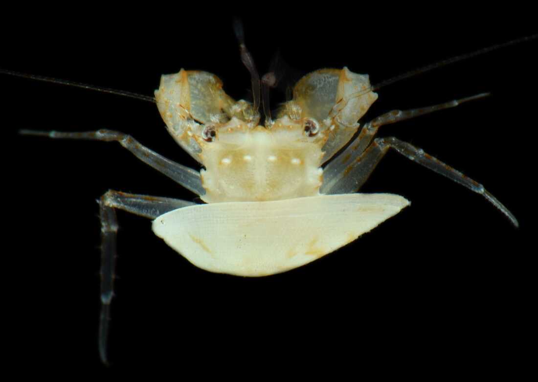 A hermit crab attached to a clamshell.