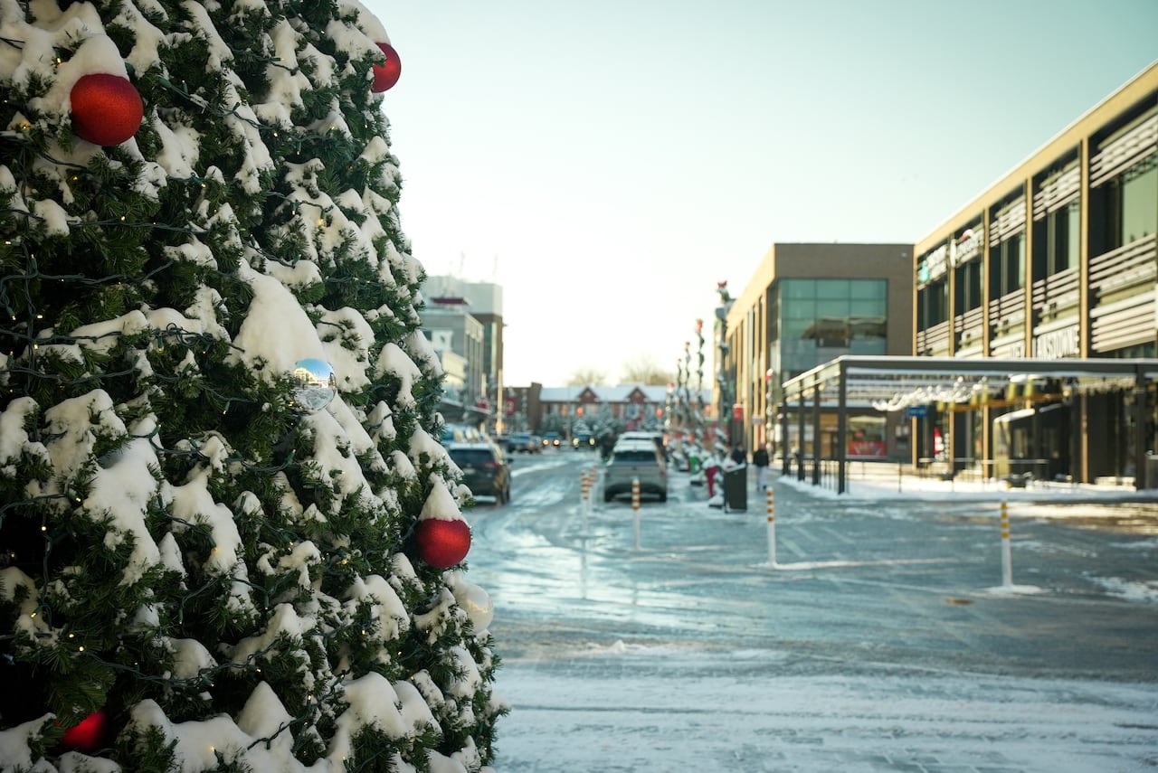 Snow on a tree in Lansdowne Park.