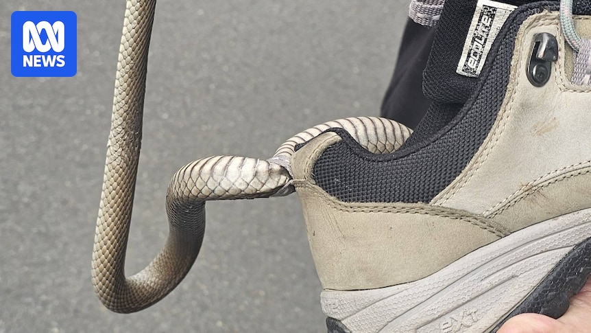 Woman treated for suspected bite after eastern brown snake became trapped in her shoe