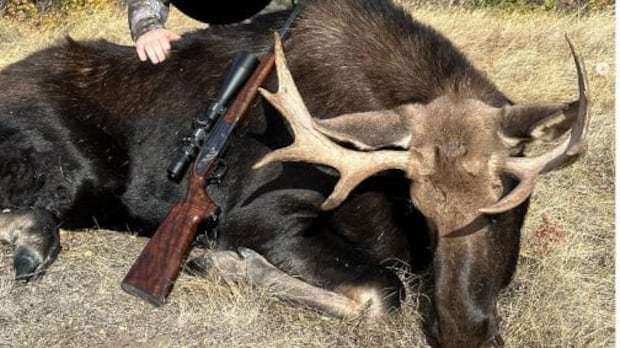 Sask. big game outfitter admits illegal hunting of wild deer, moose