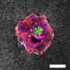 Confocal microscopy image of a nine-day-old human embryo.