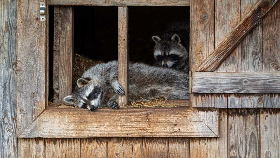 Two common raccoons resting in a wooden shed. The one in the foreground has his hands on the frame and is craning his head out the window.