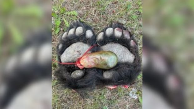 Sask. woman fined $12,000 for illegal trafficking of bear parts