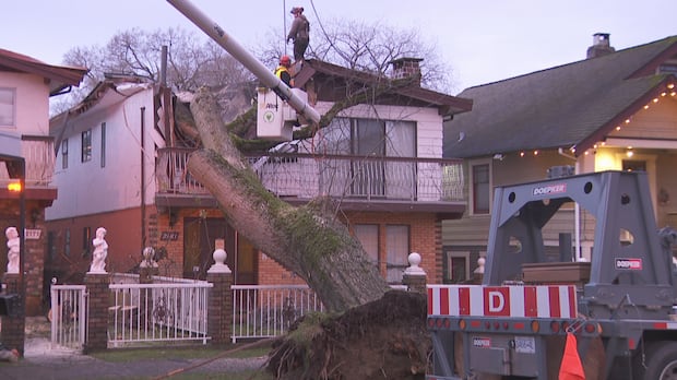 Neighbours worry after oak tree falls on house in East Vancouver