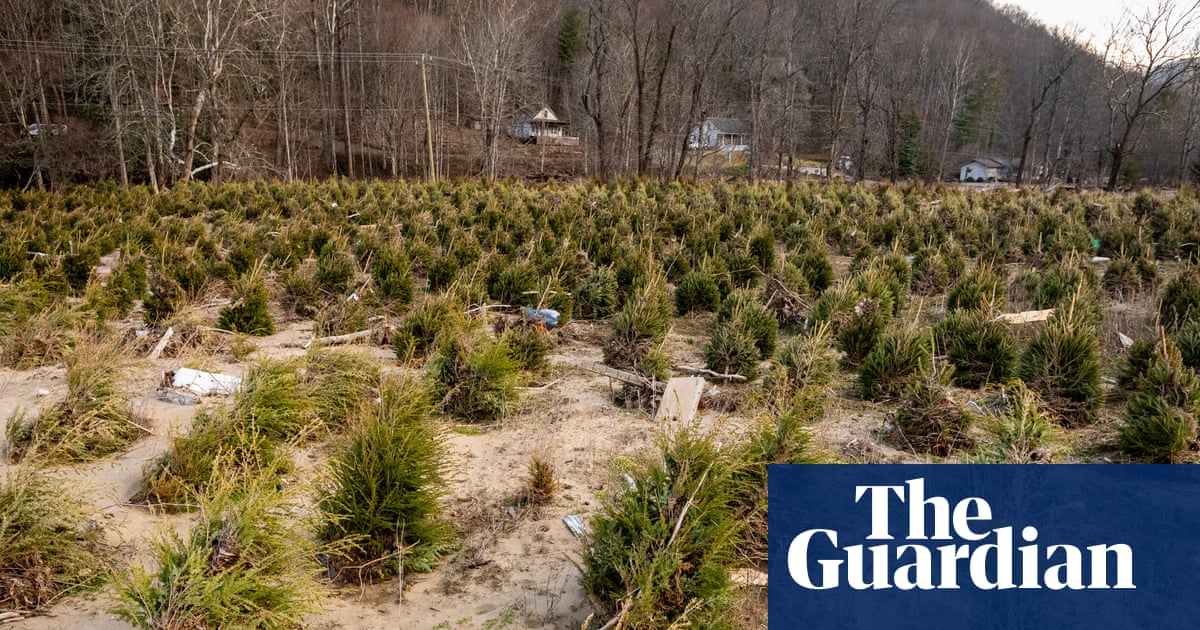 North Carolina Christmas tree farmers are optimistic after Hurricane Helene | North Carolina