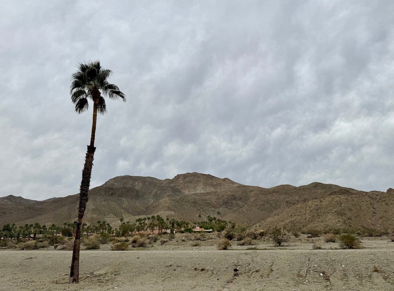Cloudy skies are seen over a tree 